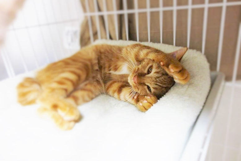 保護猫、子猫のりう