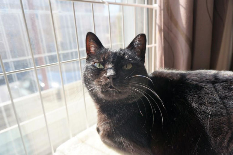 黒猫ののこ