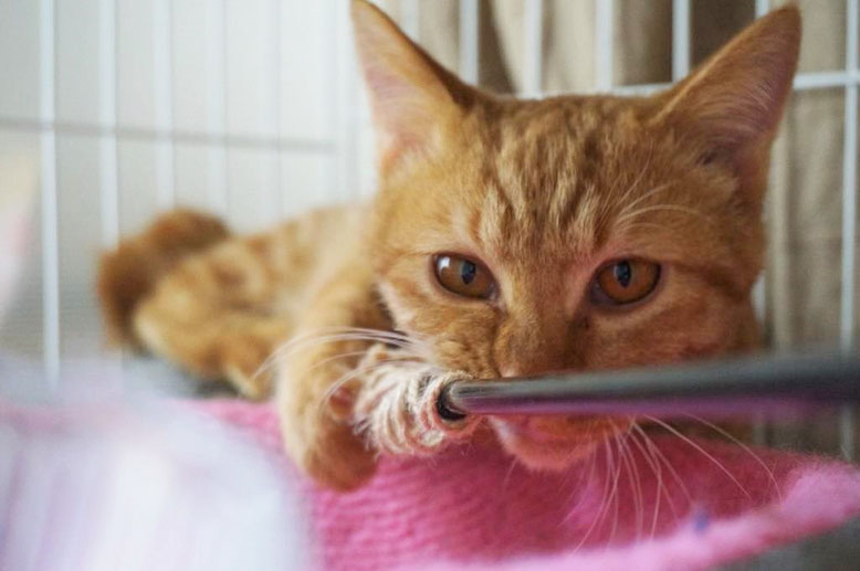 保護猫、子猫のりう