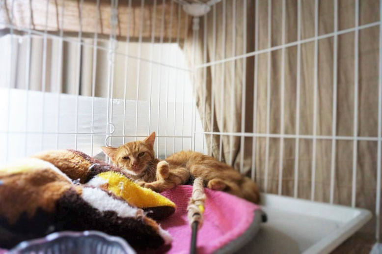 保護猫、子猫のりう
