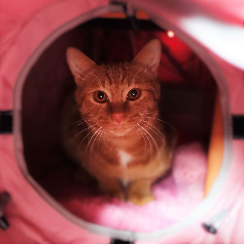 保護猫、子猫のりう