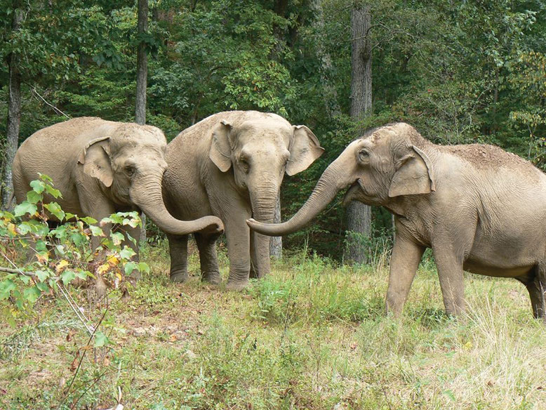 Three elephants at The Elephant Sanctuary in Hohenwald, TN. (Photo courtesy of The Elephant Sanctuary).