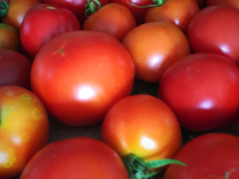 Tomaten frisch geerntet