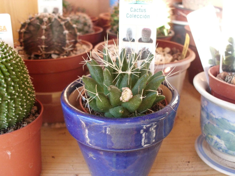 Una florecilla blanca y minúscula la que me ofreció este cactus.