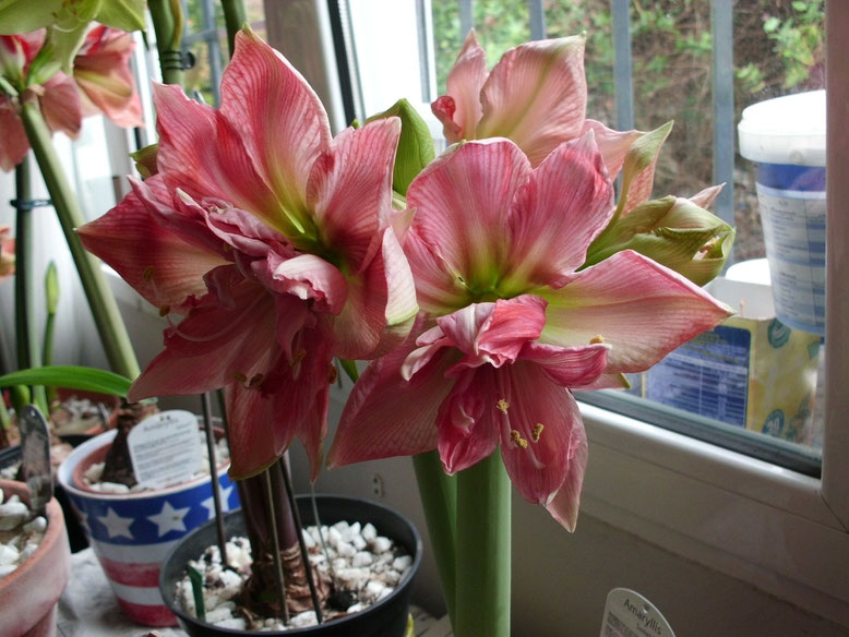 Hippeastrum Sweet Nymph esta es su tercera vara floral así que si todos los capullos abren habrá tenido esta temporada 16 flores.