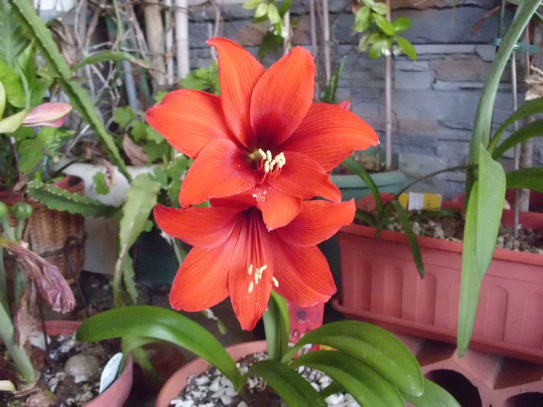 Hippeastrum Royal Red.