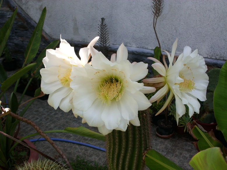 Este cactus columnar también dá unas flores preciosas y en gran abundancia, esta temporada 18