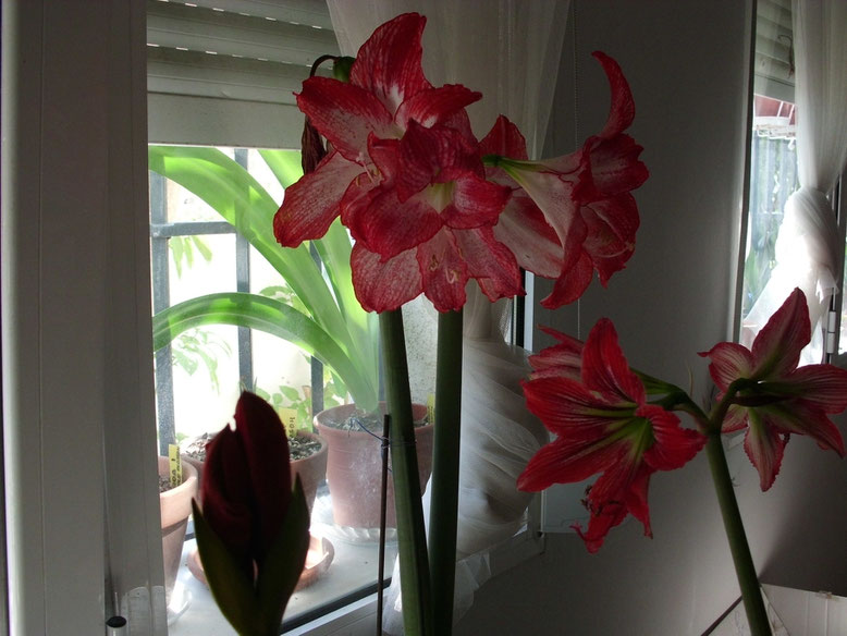 2ª Vara del Hippeastrum Spotlight con el color muy intenso y contrastado.