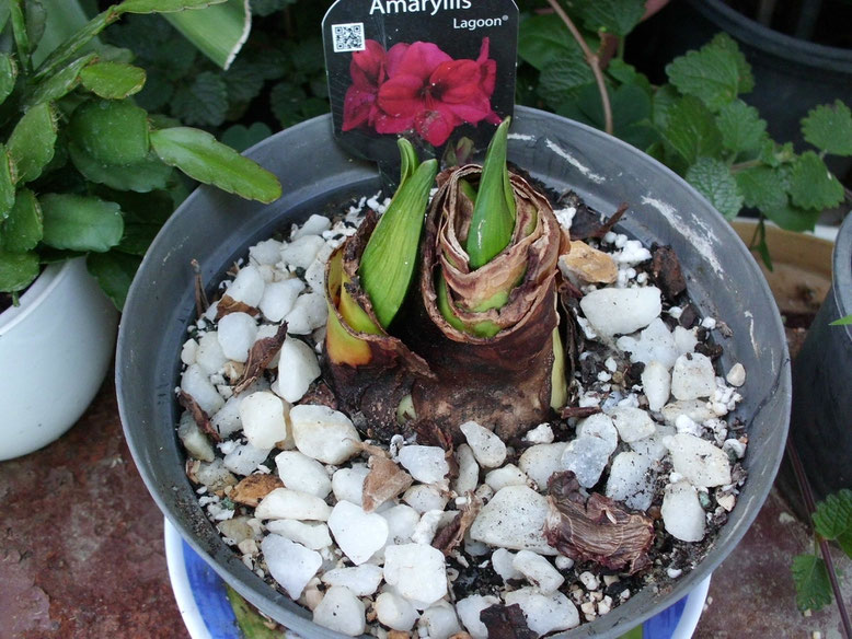 Hippeastrum Lagoon, este tenía mucha ilusión de tenerlo por sus bonitas flores color cereza, pero desde el principio el tunicado se empezó a poner negro y las varas florales han empezado a ponerse blandas, así que me temo que no van a abrir bien.