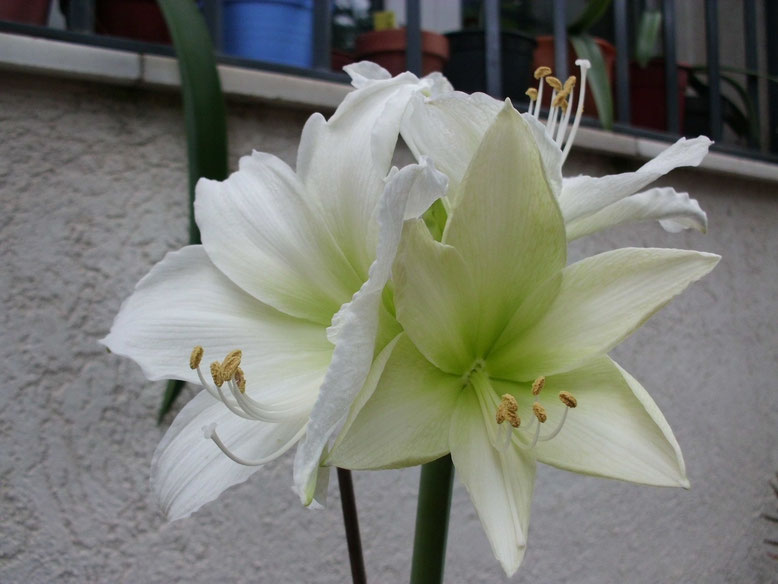 Hippeastrum Sorbete de Limón.