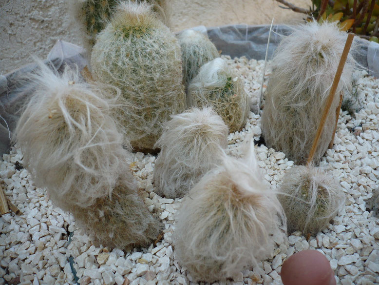 Canasta con algunos cactus de los peluditos, Espostoa Lanata, Cephalocereus Senilis, etc. 