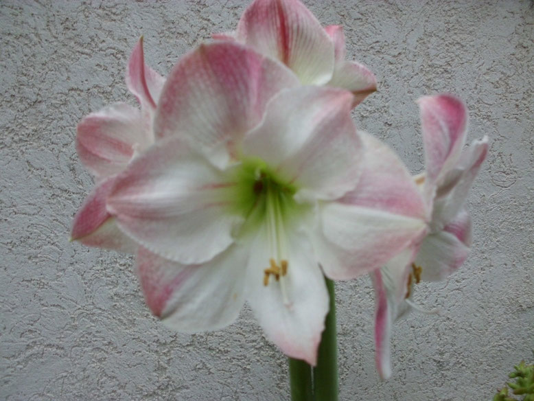 Hippeastrum Apple Blossom. Este hippe es muy bonito pero en lo 3 últimos años es que me persigue, compre lo que compre si sale mal me sale Apple, los productores los deben tener a cientos de miles, porque si pueden te lo cuelan. 