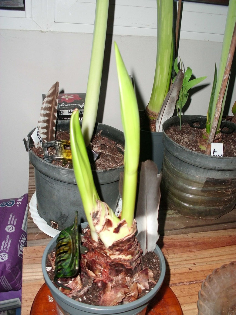 Este es mi segundo Hippeastrum Papillio me ilusiona pensar que sea de flores más grandes, así que ya queda poco para ver como són. Subiré más a medida que vayan abriendo sus dos varas.