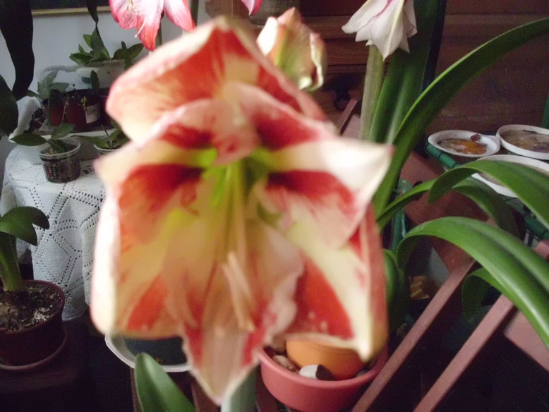 Este Hippeastrum lo compré como Flamenco Queen pero no es, me dá la impresión que es un híbrido desconocido por mi. Aquí empezándo a abrir su flor.