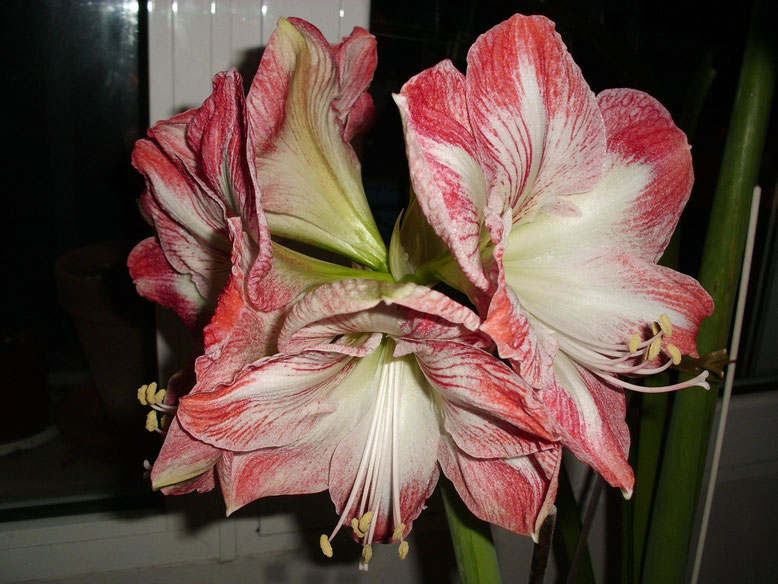 Hippeastrum mega Star con las 4 flores abiertas. Me ha gustado mucho este hippe, flores grandes y unos tonos muy delicados con un fondo nacarado muy bonito. Después de la floración el bulbo se ha quedado en nada, espero que esta primavera se recupere.