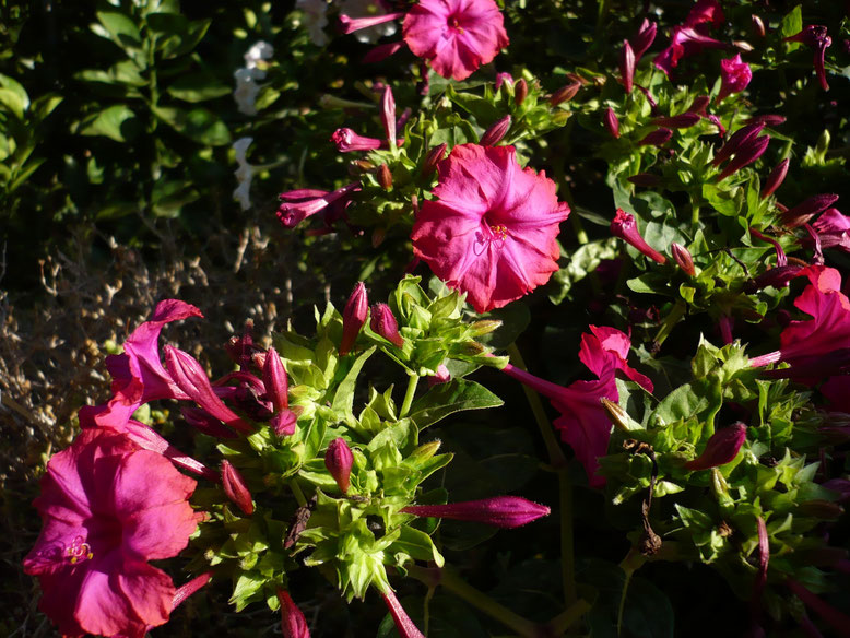 Estos son de un color rojo amoratado.