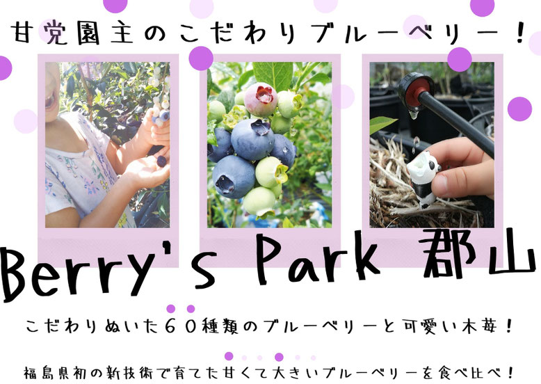 ブルーベリー栽培で福島県では初めて養液栽培を本格導入しました。郡山ベリーベリー園です。
