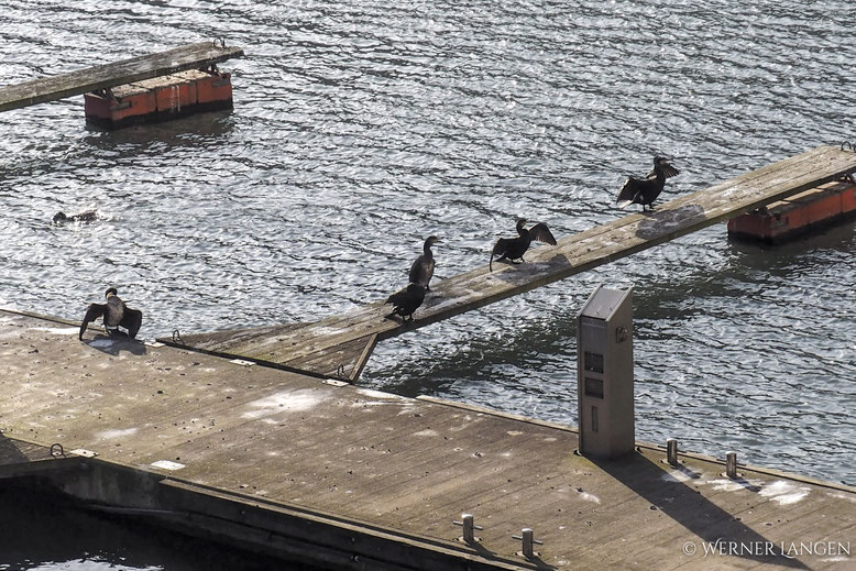 Die Kormoran - Kolonie (z.Zt. 26 Exemplare) werden bald den Dauerliegern weichen müssen