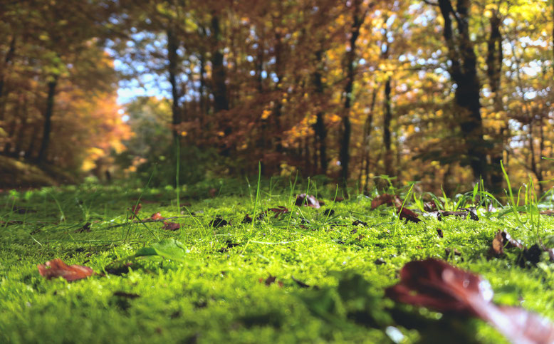 Wiese im Herbst, noch sind die Blätter an den Bäumen, während einige wenige schon abgefallen sind ...