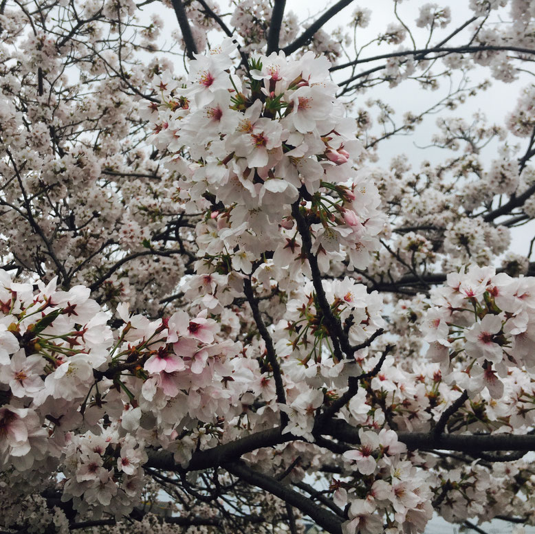 スタッフ駐車場近くの桜も満開(⌒∇⌒)