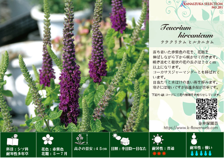 テウクリウム ヒルカニカム - 花苗・宿根草 金井塚園芸 テウクリウム ヒルカニカム - 花苗・宿根草 金井塚園芸