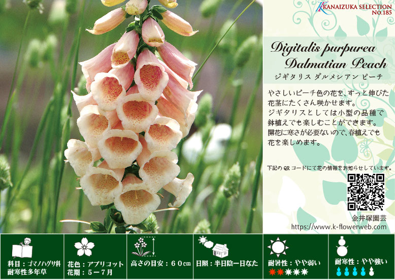 ジギタリス ダルメシアン ピーチ 花苗 宿根草 金井塚園芸 ジギタリス ダルメシアン ピーチ 花苗 宿根草 金井塚園芸