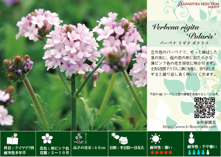 バーベナ リギタ ポラリス - 花苗・宿根草 金井塚園芸 バーベナ リギタ ポラリス - 花苗・宿根草 金井塚園芸