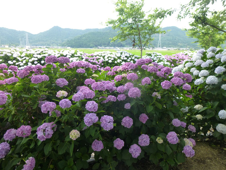 紫陽花（2020年6月22日）東近江市五個荘
