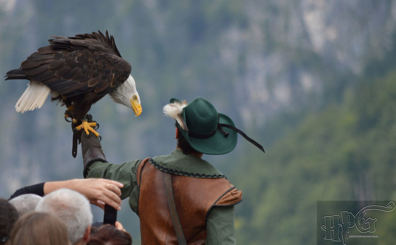 Die Greifvogel Flugvorführung