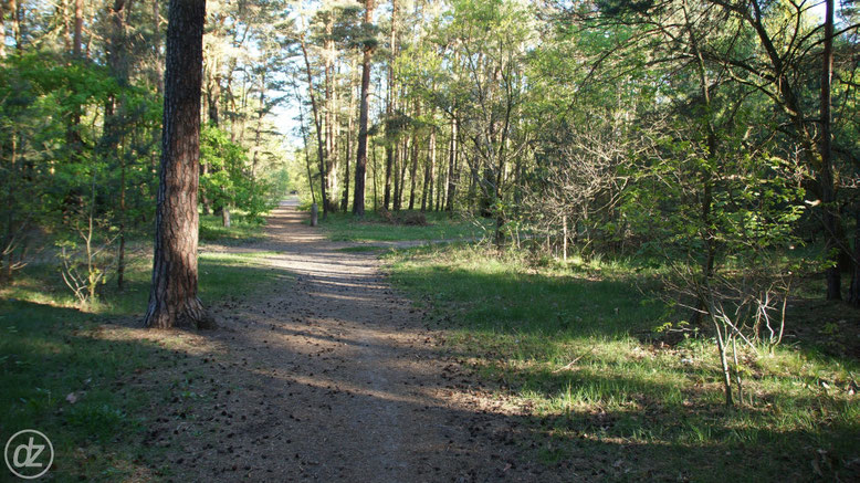 Königsheide | Foto: © Detlef Zabel