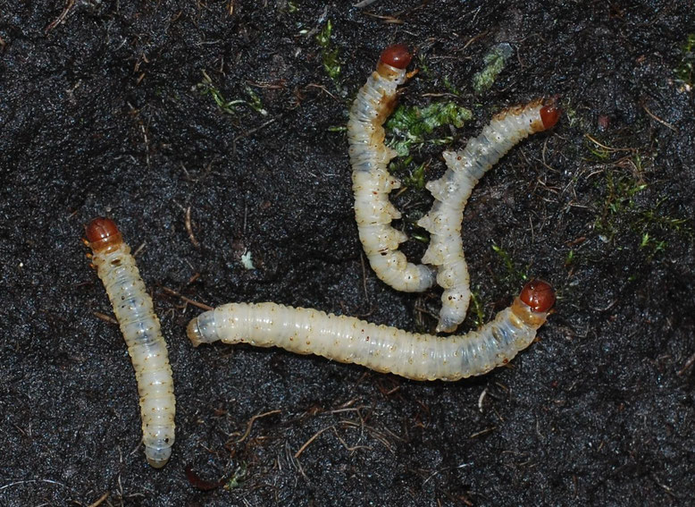 Larven des Hopfenspinners