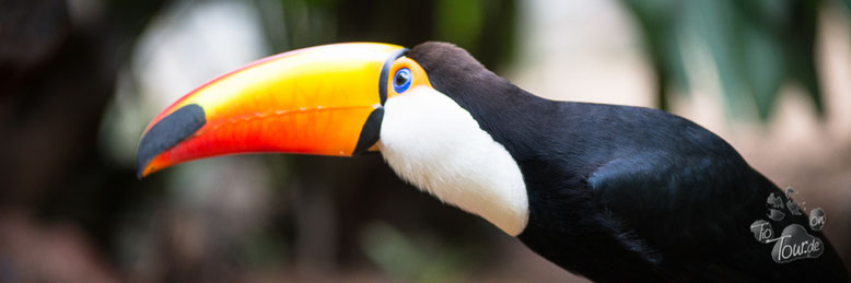 Tucan im Parque de Aves