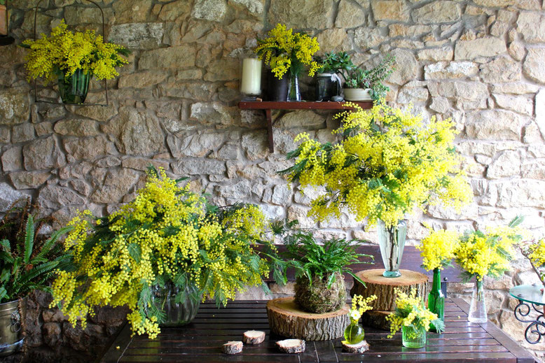 La Silvestre, Santander, Cantabria. Flores y plantas