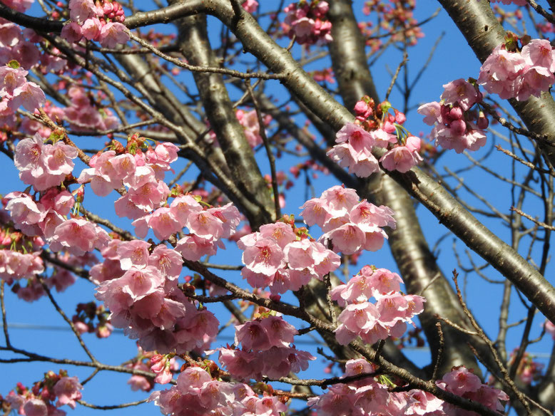 陽光桜（ようこうざくら）　散策路公園　2021/03/14撮影 