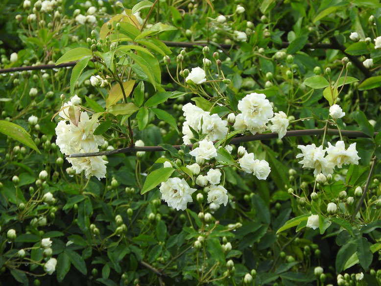 木香薔薇（もっこうばら）白色　散策路　2023/04/08撮影 　