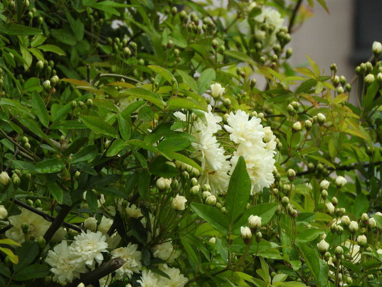 木香薔薇（もっこうばら）白色　散策路　2020/04/12撮影