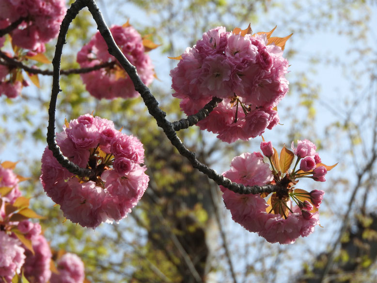 八重桜（やえざくら）　散策路　2019/04/20撮影　　