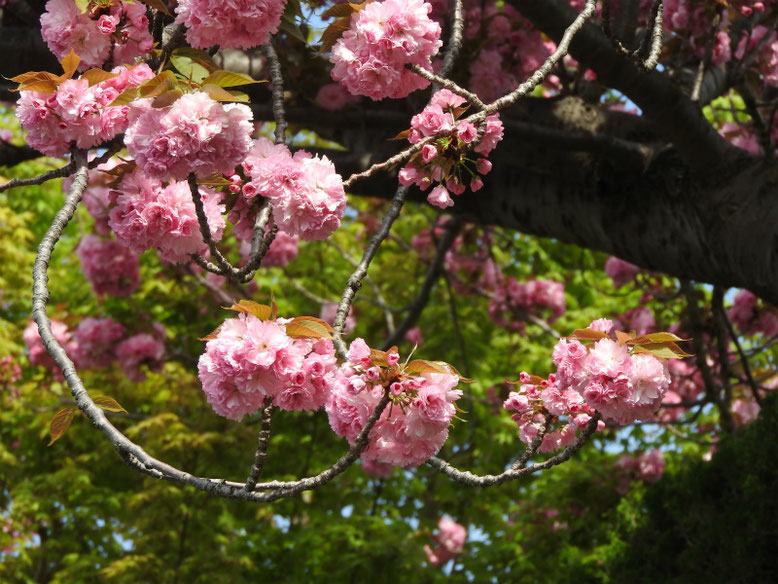 八重桜（やえざくら）　散策路　2019/04/20撮影　　
