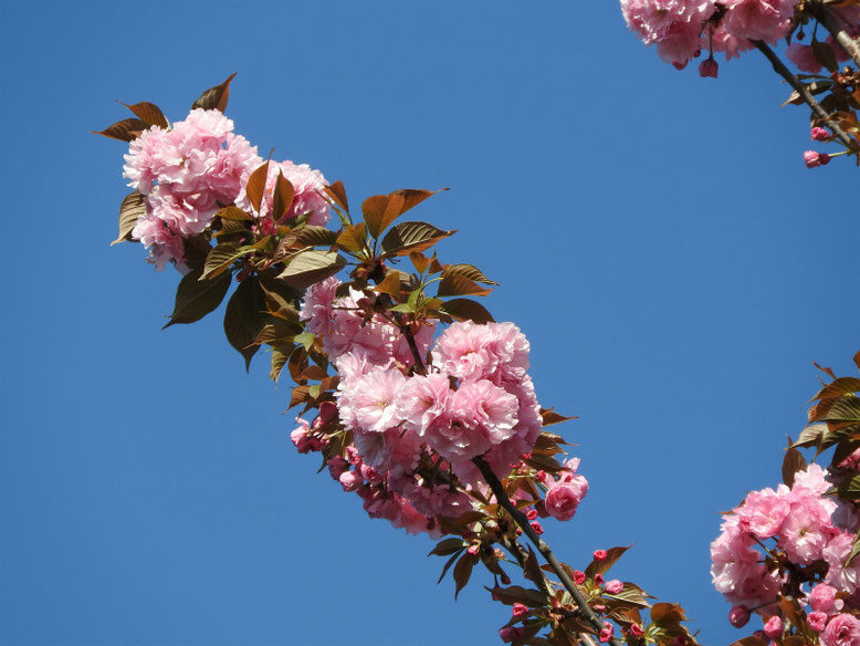 八重桜（やえざくら）　散策路　170420撮影　