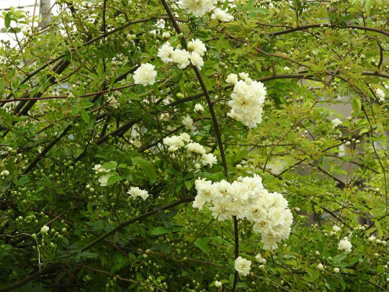 木香薔薇（もっこうばら）白色　散策路　170421撮影
