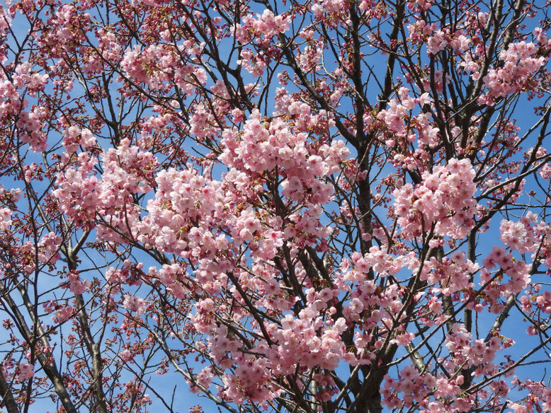 陽光桜（ようこうざくら）　散策路公園　2020/03/15撮影