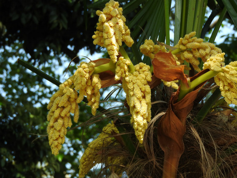 棕櫚の花（しゅろ）　散策路　170430撮影