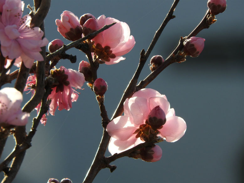 桃の花（もものはな）　散策路　2021/03/17撮影