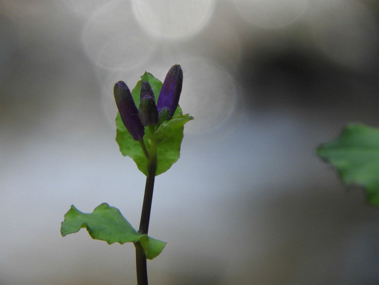 紫花菜（むらさきはなな）　親水緑道　180314撮影　　　