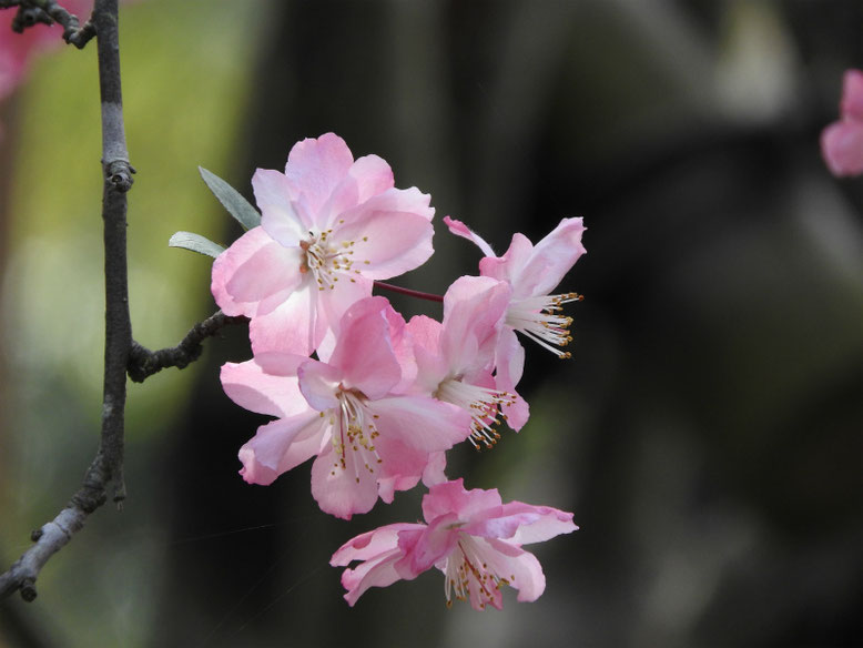 海棠の花（かいどう）　鎌倉海蔵寺　160409撮影