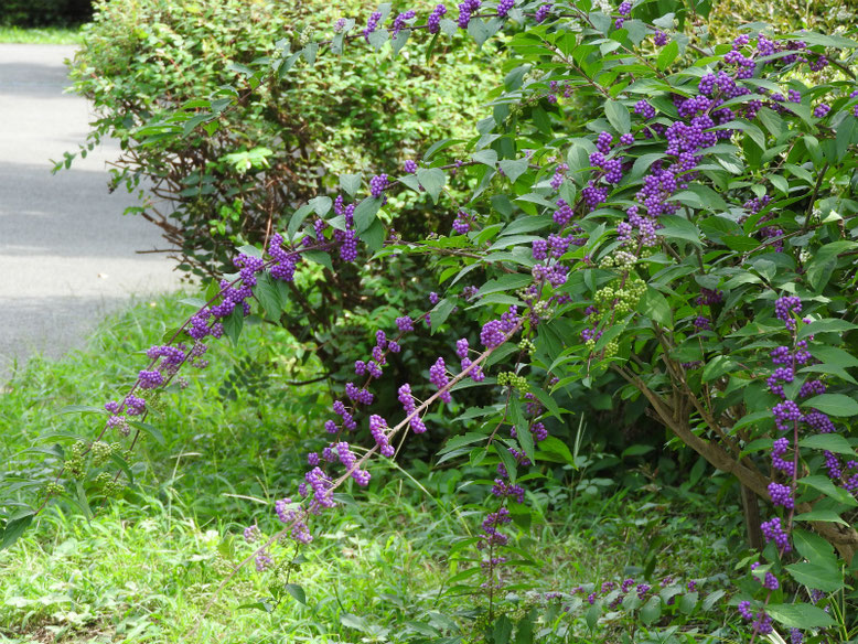 紫式部の花実（むらさきしきぶ）　散策路　170915撮影　