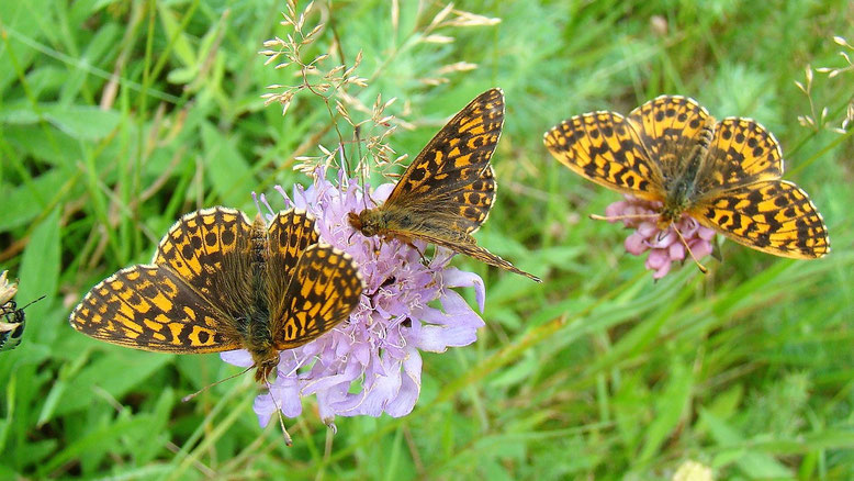 Magerrasen-Perlmuttfalter (Boloria dia)