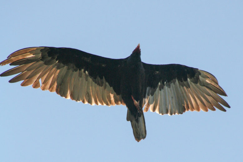 Ein Truthahngeier (Turkey Vulture) hat eine Spannweite von 1,80 bis 2 m. Er zählt zu den Neuweltgeiern.