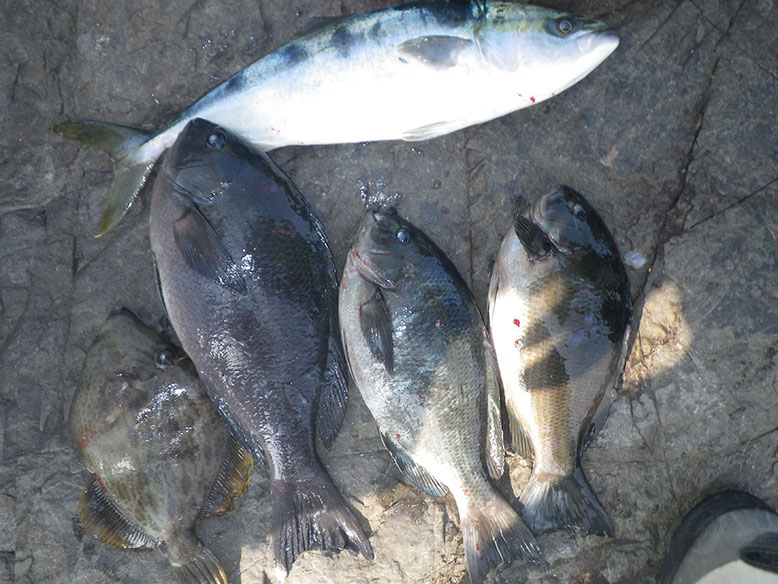 カズヤの釣果