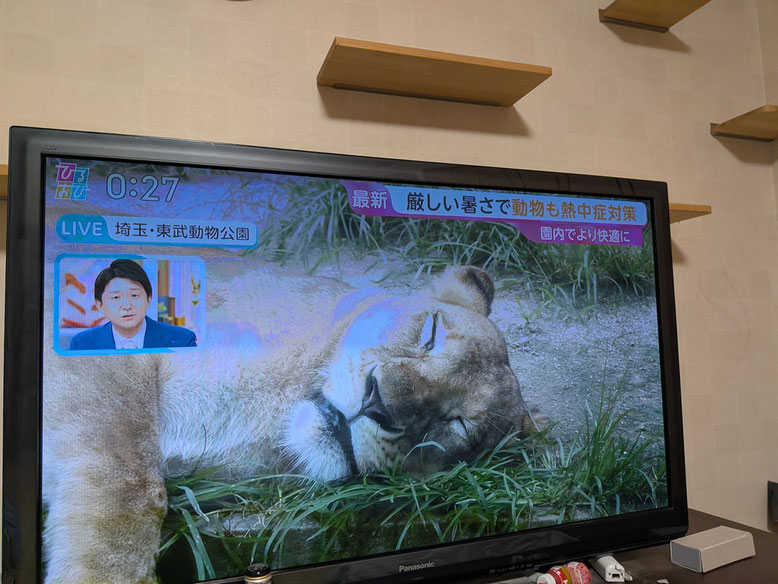 保育園時代から大好きな百獣の王、ライオンだってこの様。